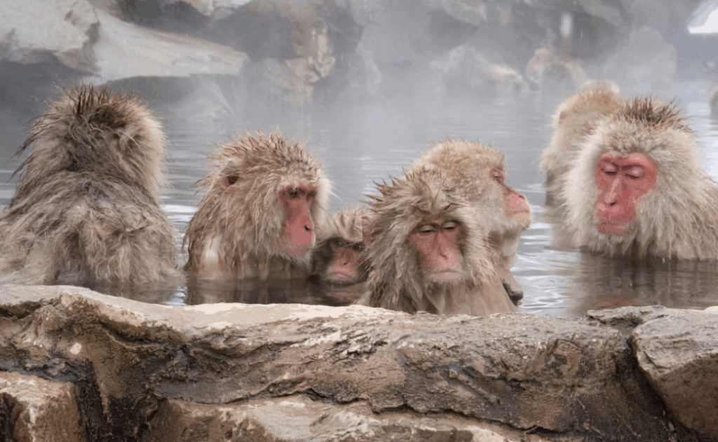 Japanese Snow Monkey 2