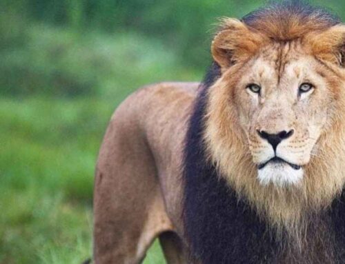 King of the Jungle