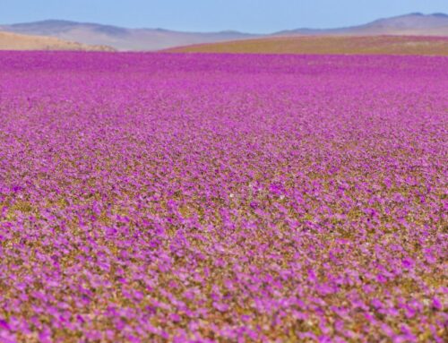 Blooming Marvelous