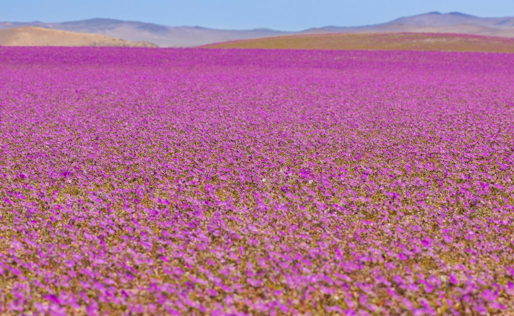 Chile Desierto Florido